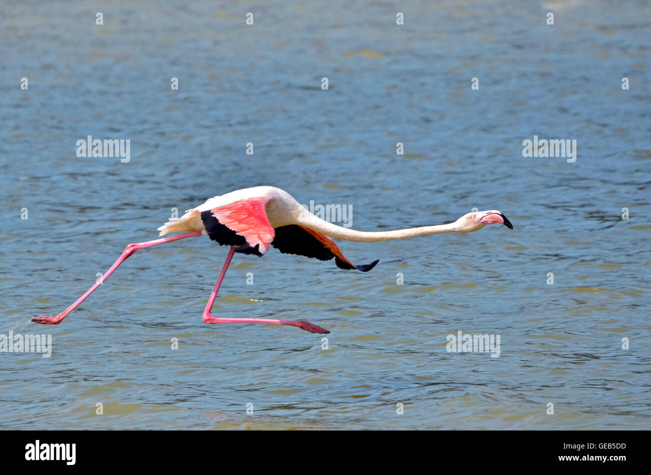 Flamingo (Phoenicopterus ruber) in esecuzione su acqua e fly Foto Stock