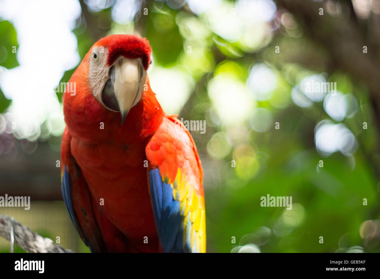Pappagallo rosso uccello macaw simpatici animali selvatici tropici Foto Stock