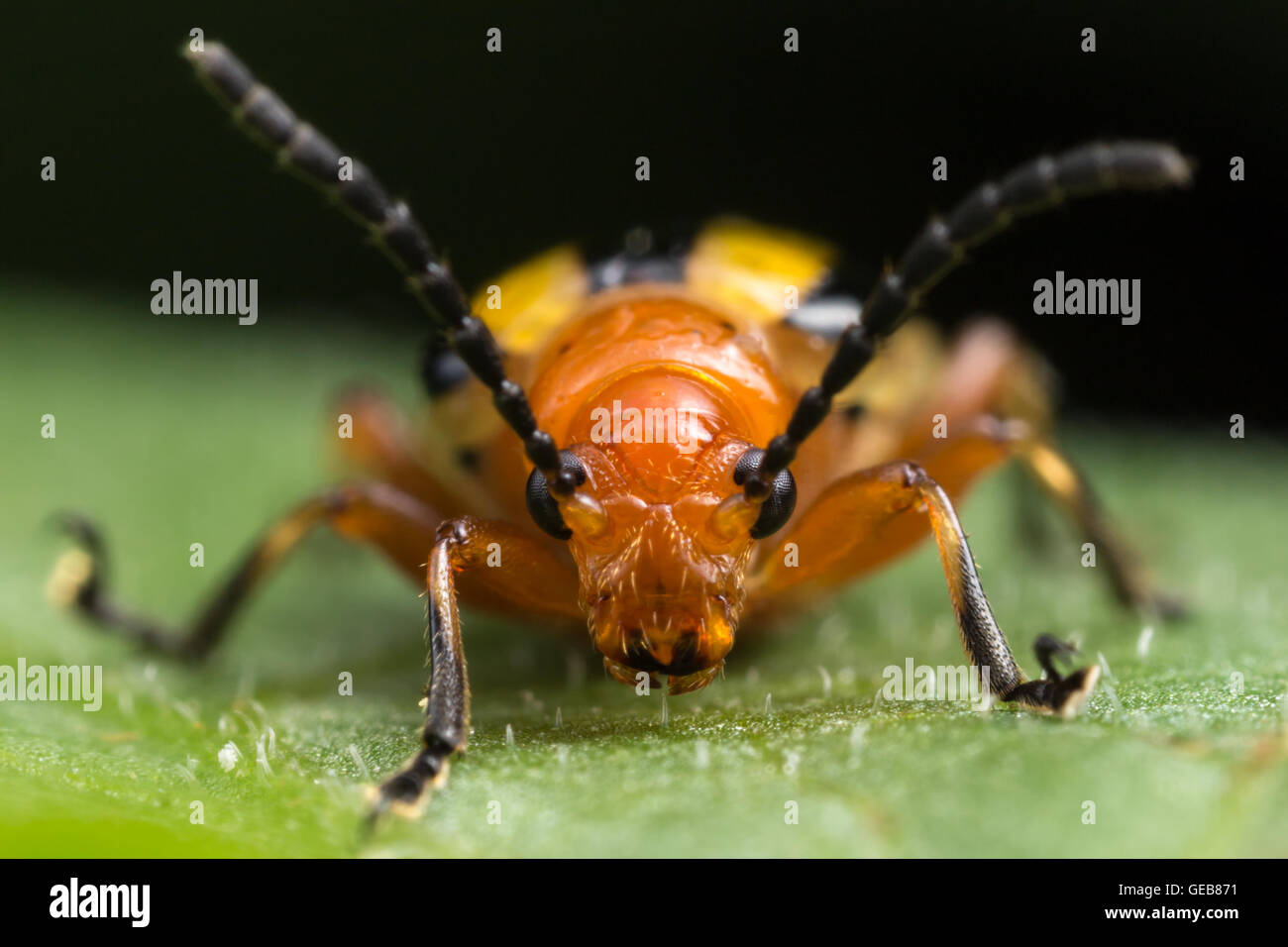 Una vista frontale di un tre-rigato Potato Beetle (Lema daturaphila) su una foglia. Foto Stock