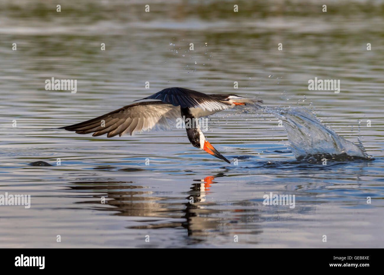 Nero (skimmer Rynchops niger) caccia, Galveston, Texas, Stati Uniti d'America. Foto Stock