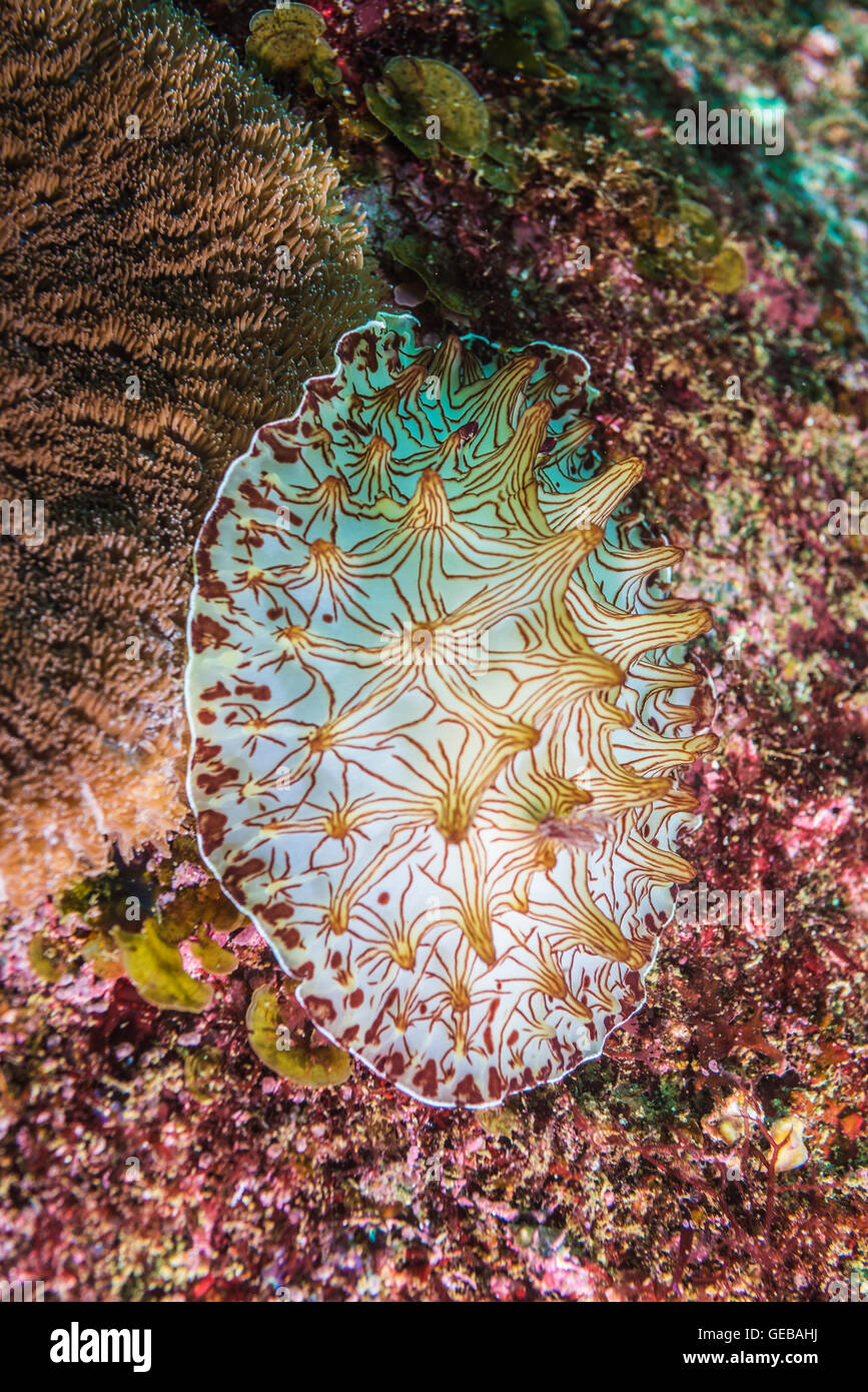 Si chiama " Internet Nudibranch (umiushi) ' in Giappone. È chiamato dopo Internet web pattern. a Owase Mie Giappone Foto Stock