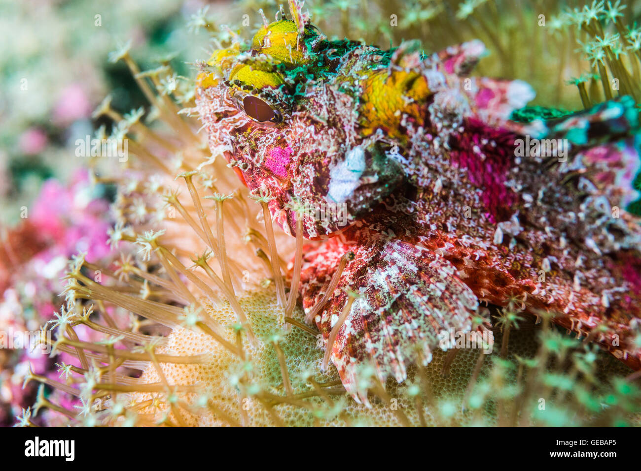 Un variopinto pesce sulla coral come un giardino fiorito. Profondità 20m Foto Stock