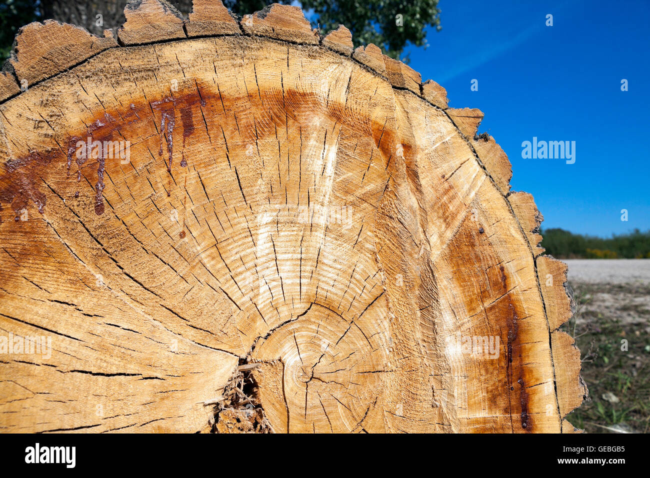 Tagliare un albero, close-up Foto Stock