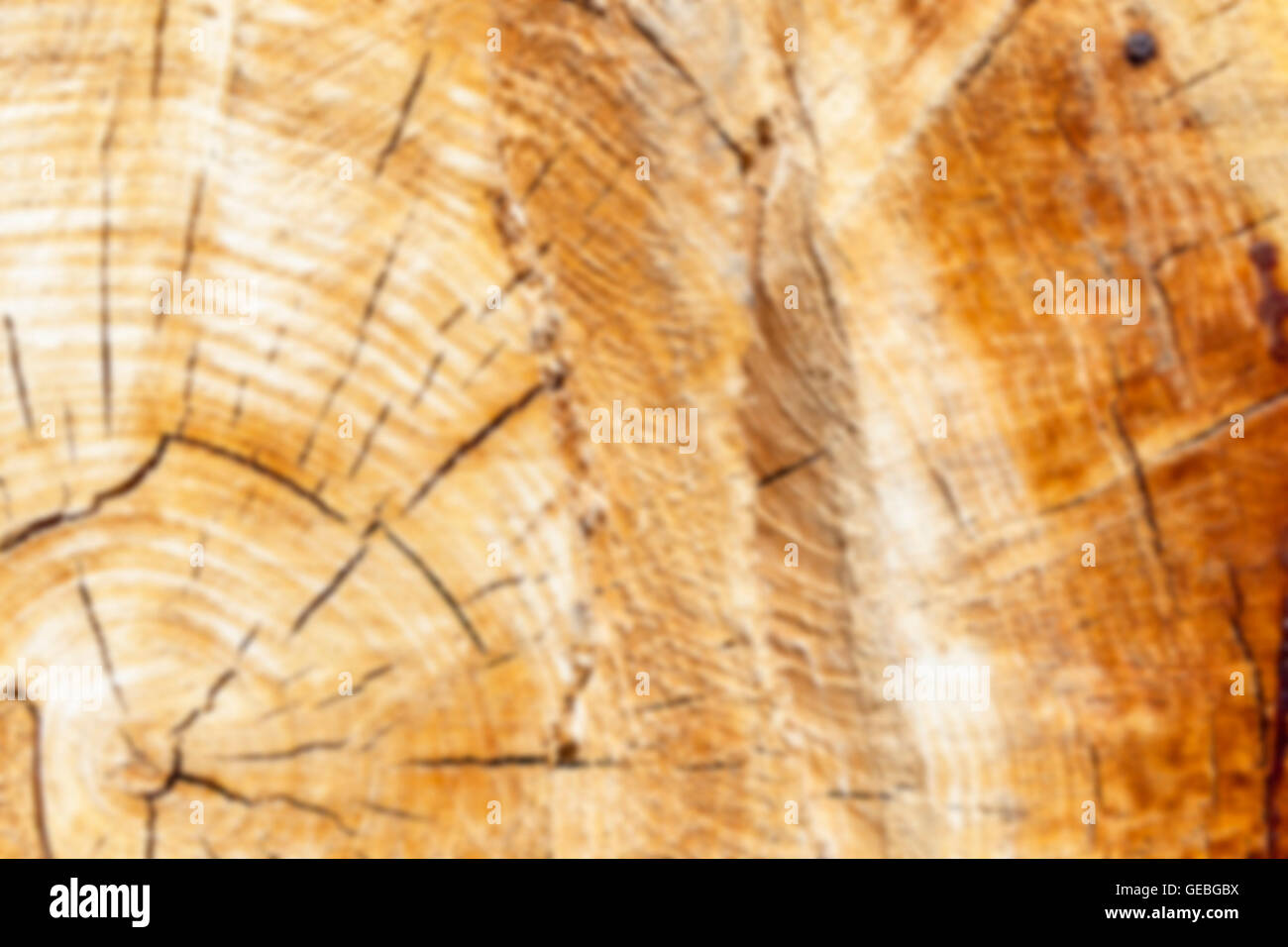 Tagliare un albero, close-up Foto Stock