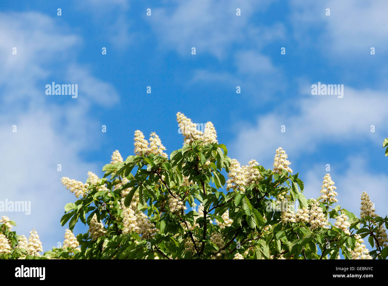 Fioritura di castagno in primavera Foto Stock