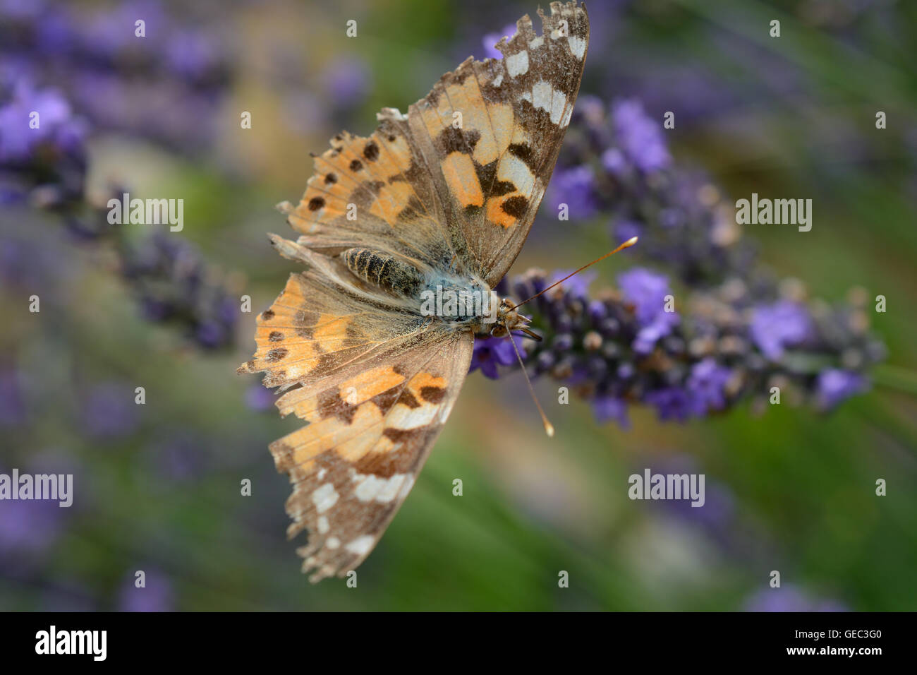 Farfalla sulla violetta di fiori di lavanda. Profondità di campo. Foto Stock