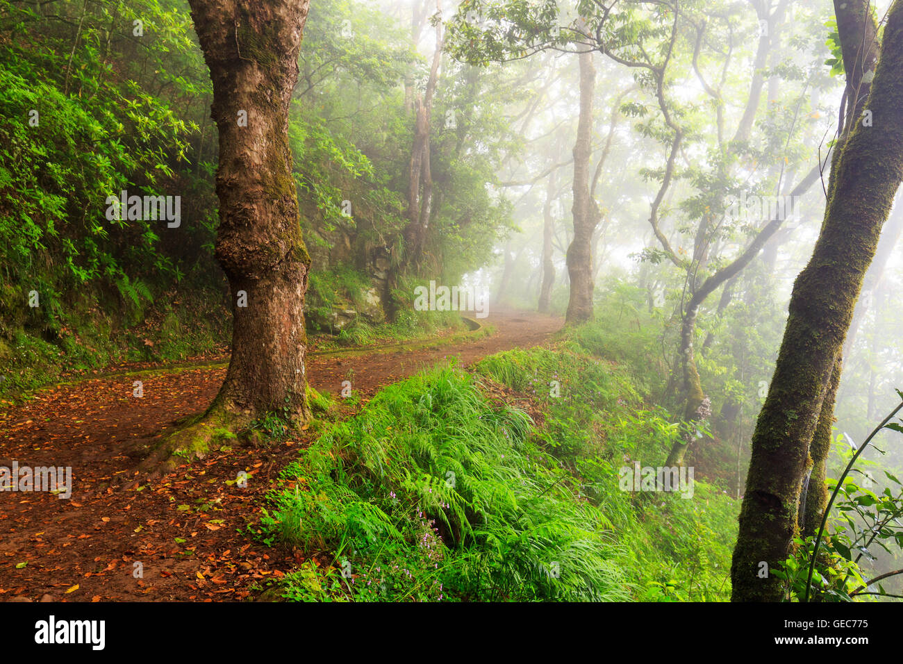 Magica foresta mistica, raggi del sole attraverso la nebbia, Madeira, Portogallo Foto Stock