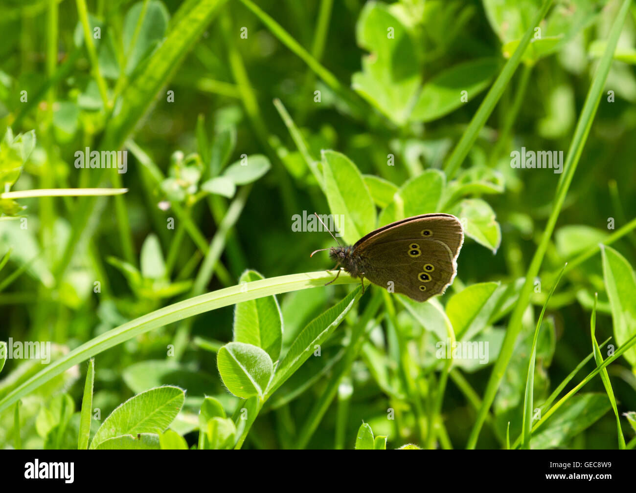 Anello farfalla in appoggio sulla lamina Foto Stock