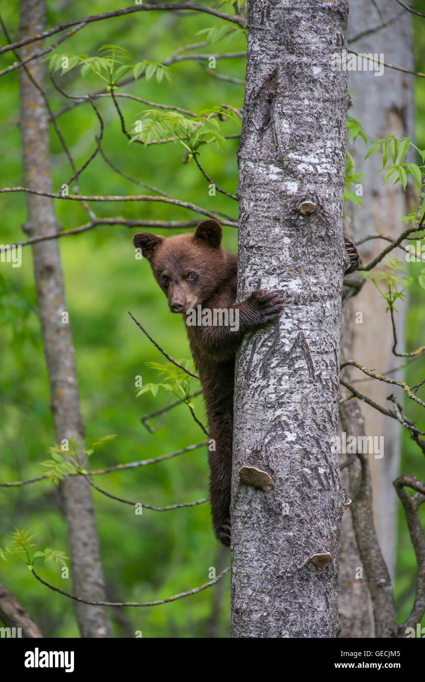 Black Bear Cub, rampicante, fase di cannella, Urus americanus, America del Nord Foto Stock