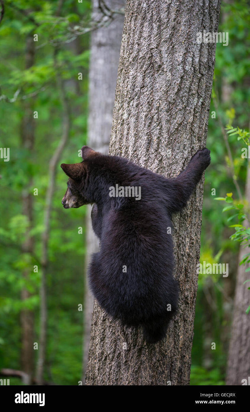 Black Bear yearling, Urus americanus rampicante America del Nord Foto Stock