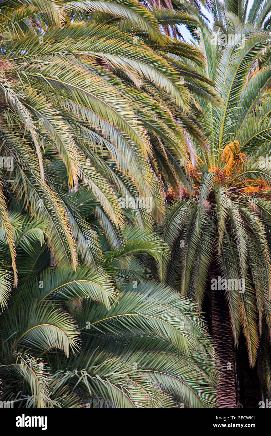 Vista ingrandita in corrispondenza di palme a Gran Canaria, Spagna Foto Stock