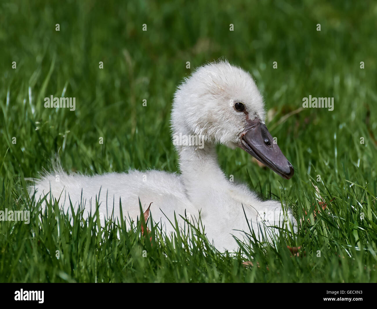 Poco swanling appoggiata in erba verde nel suo habitat Foto Stock