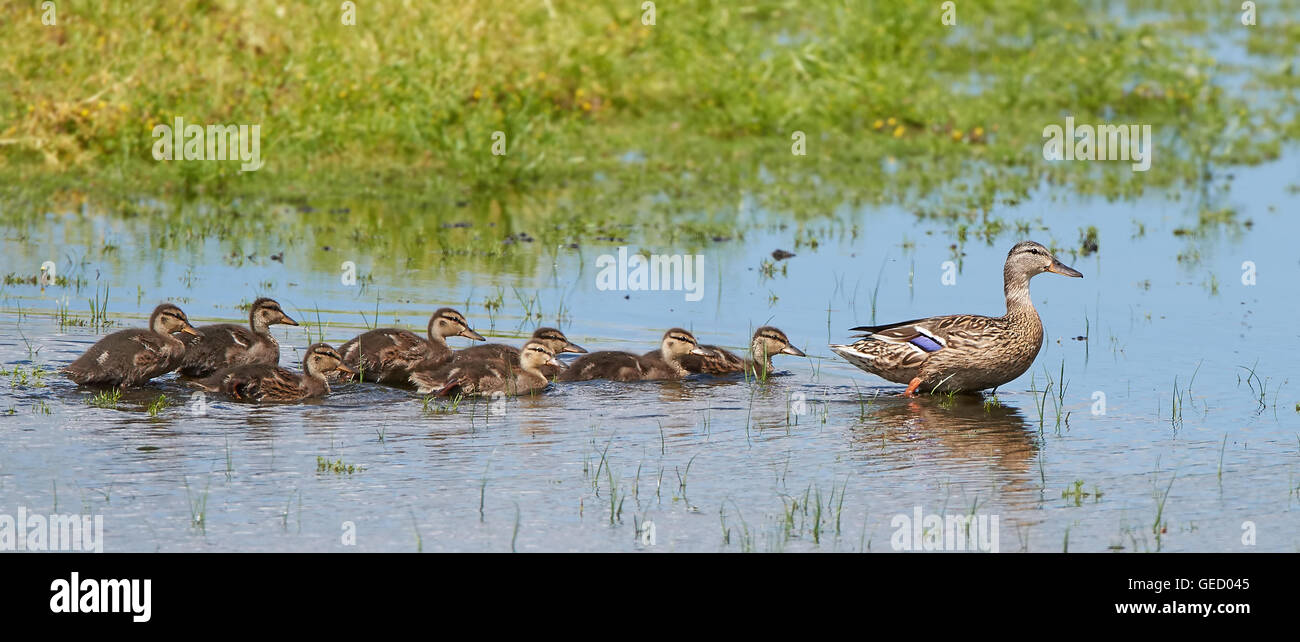 Femmine di anatra selvatica con tutti i suoi anatroccoli nel loro habitat Foto Stock