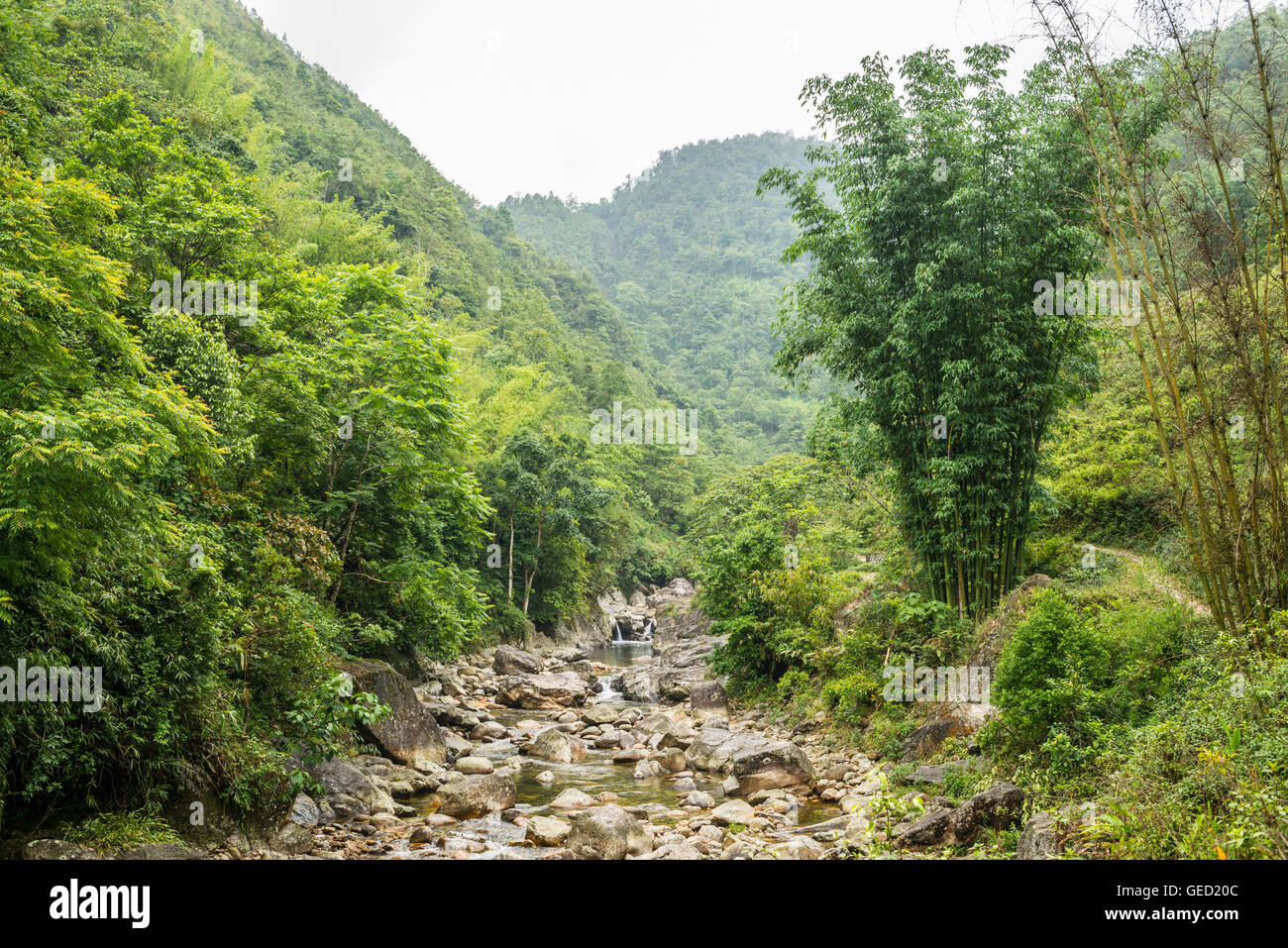 Piccolo fiume che corre attraverso una fitta giungla incontaminata foresta Foto Stock