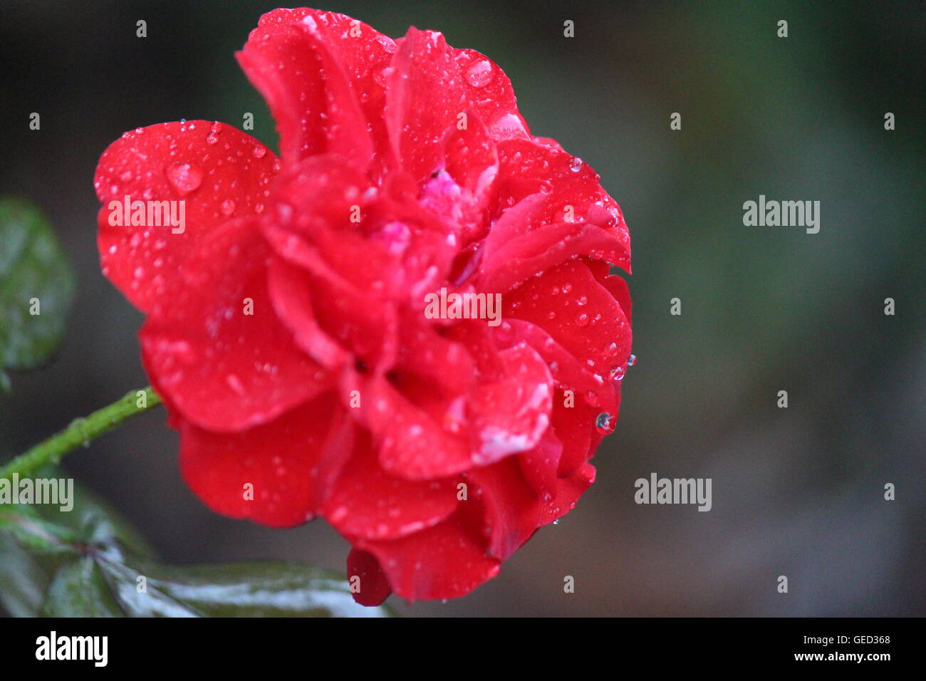 Gocce di pioggia su una rosa rossa Foto Stock