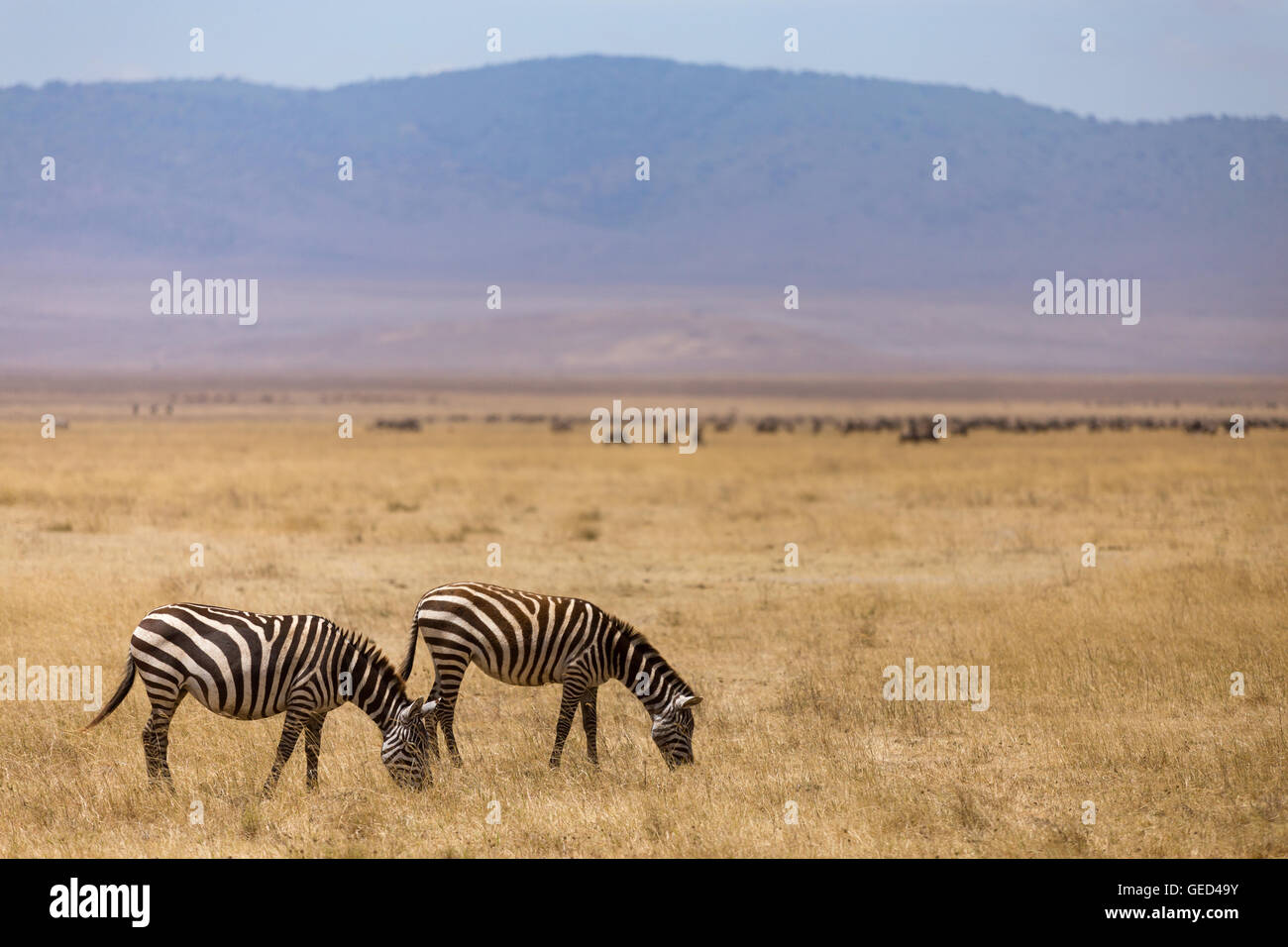 Zebre al pascolo nel cratere di Ngorongoro in Tanzania. Foto Stock