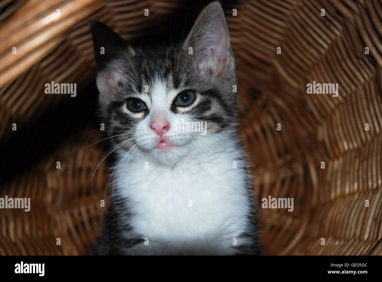 Carino piccolo tabby e bianco gattino in un cesto e guardando la telecamera Foto Stock