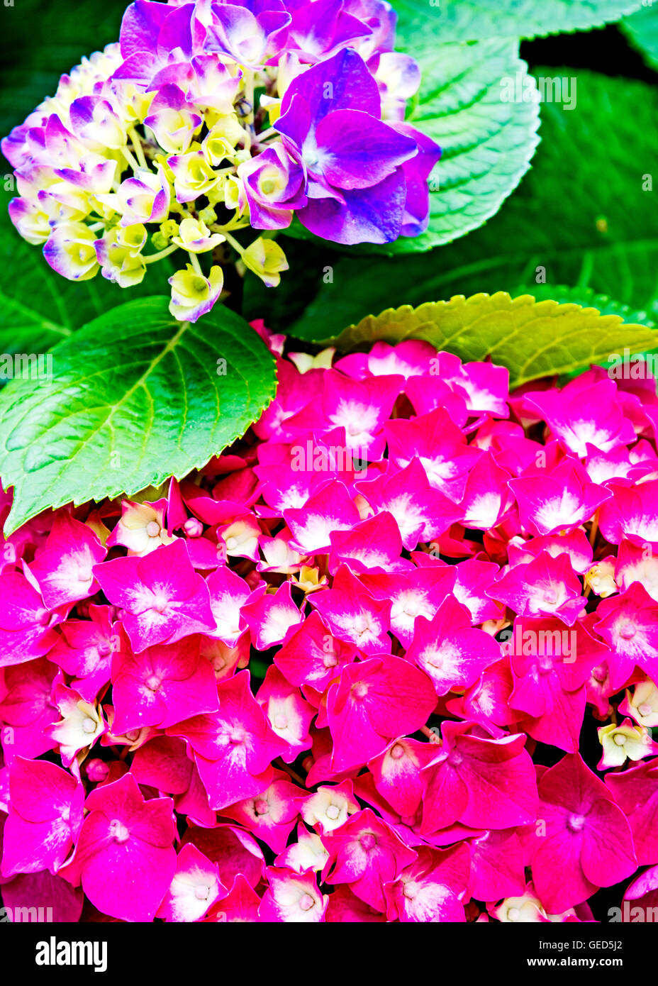 Ortensie in estate in piena fioritura Foto Stock