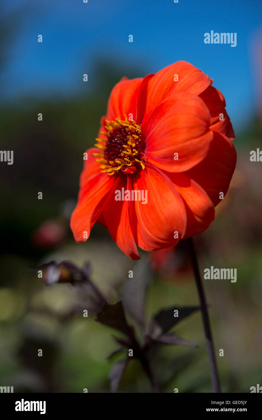 Close up di un profondo colore arancione singolo Fiore Dahlia in un giardino estivo. Foto Stock