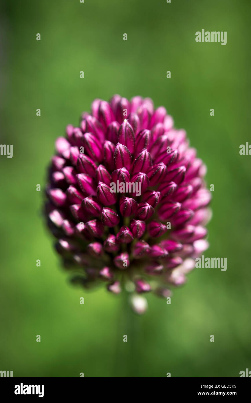 In prossimità di una coscia Allium (Allium Sphaerocephalum) con strettamente impaccata gemme di colore viola. Foto Stock