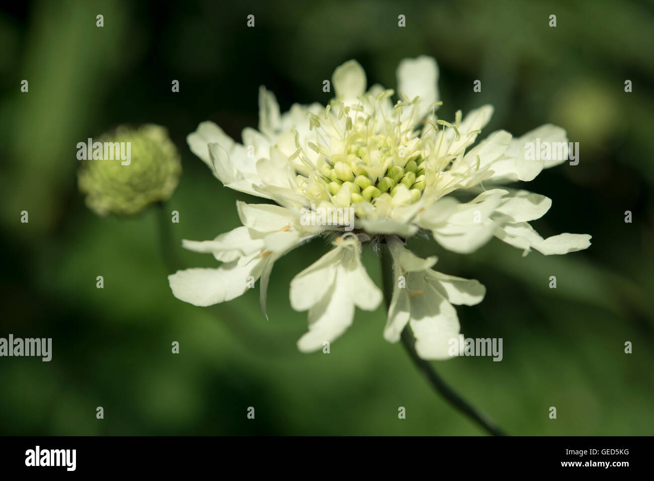 Close up di un pallido giallo Cephalaria Gigantea fiore. Foto Stock