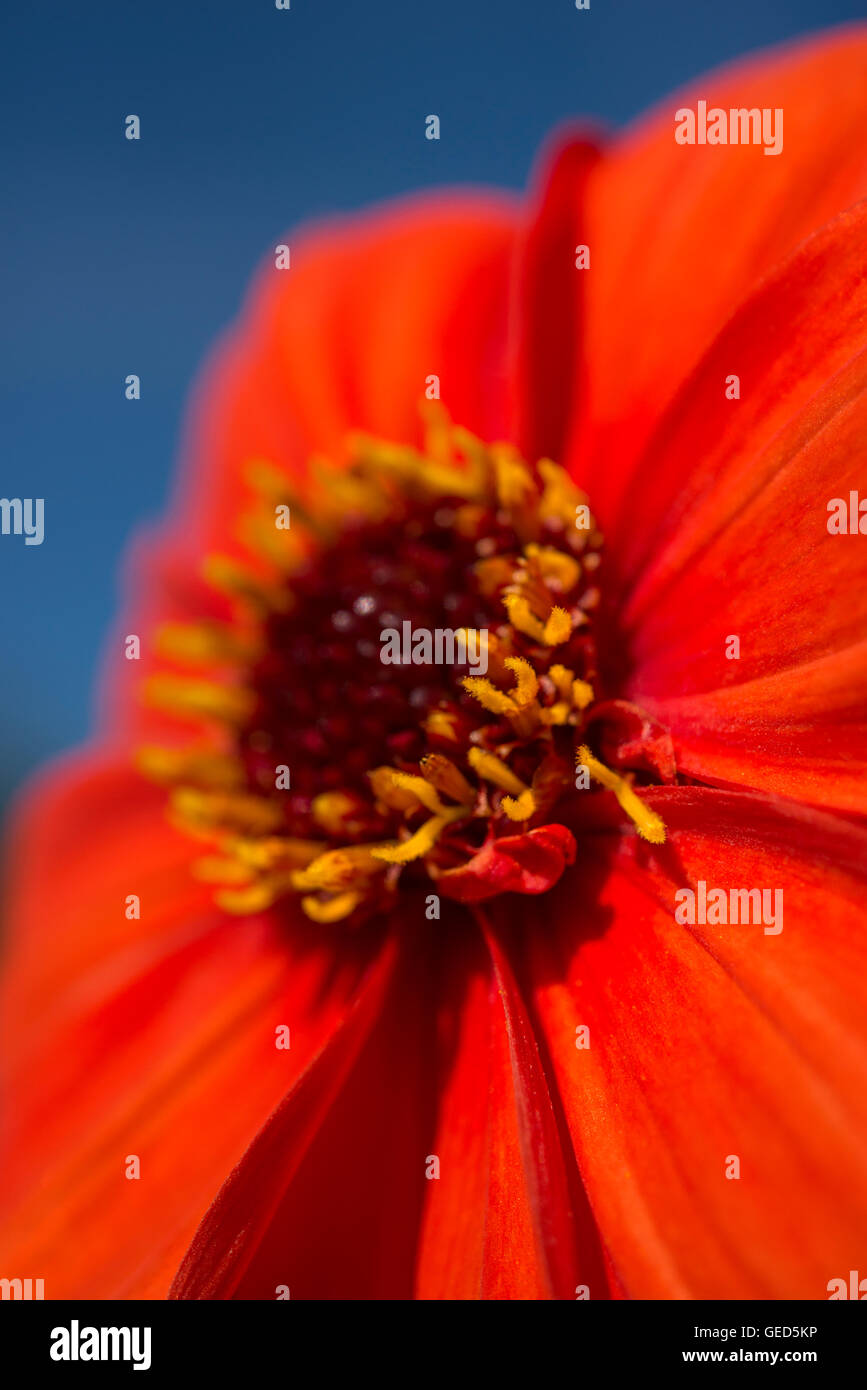 Close up di un profondo colore arancione singolo Fiore Dahlia in un giardino estivo. Foto Stock