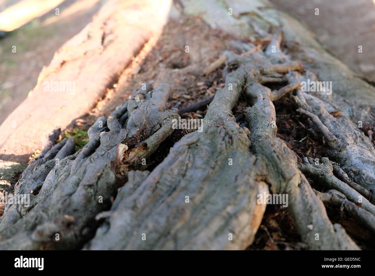 Tree arte natura focalizzata Foto Stock