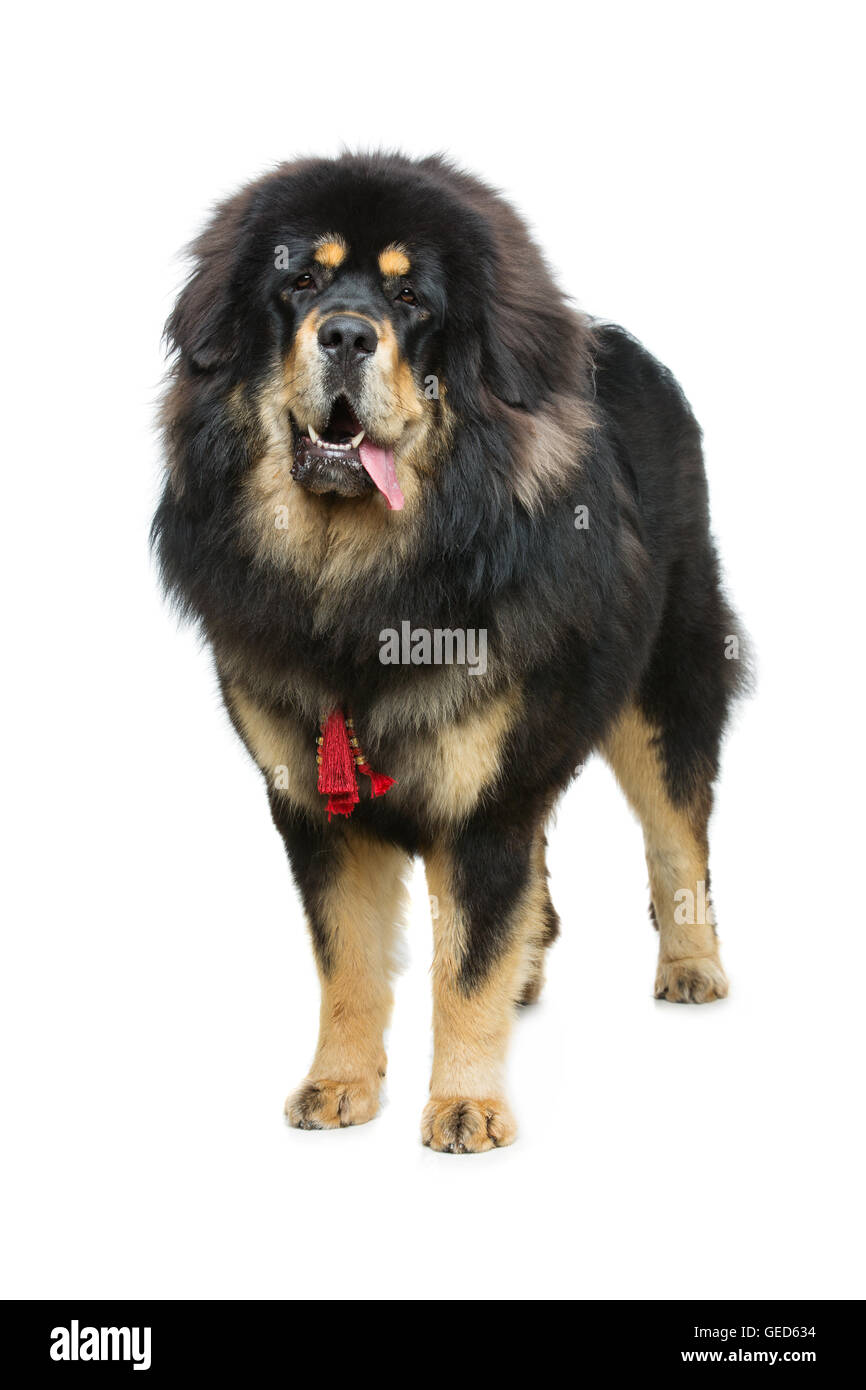 Grande e bella Tibetan mastiff cane Foto Stock