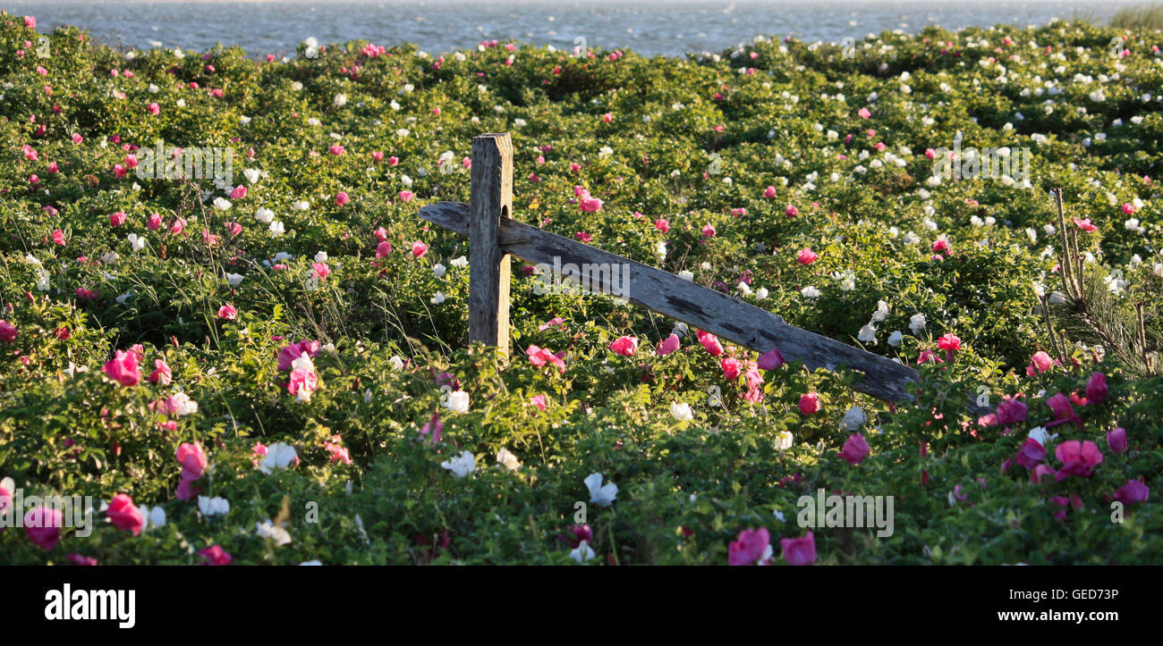 Fiori sulla spiaggia di Cape Cod, Wellfleet, Massachusetts. Foto Stock