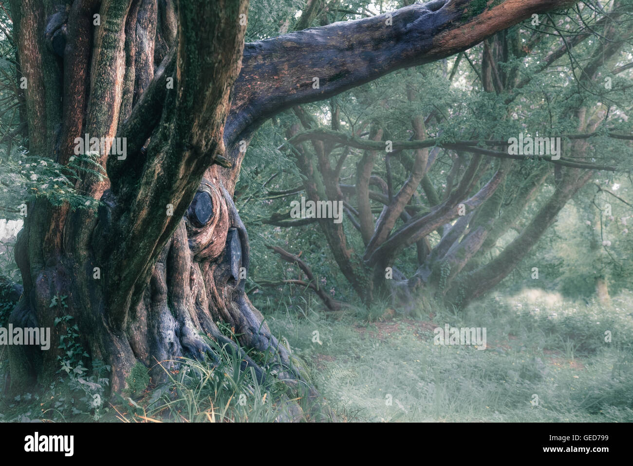Un vecchio albero mistico nella nebbia Foto Stock