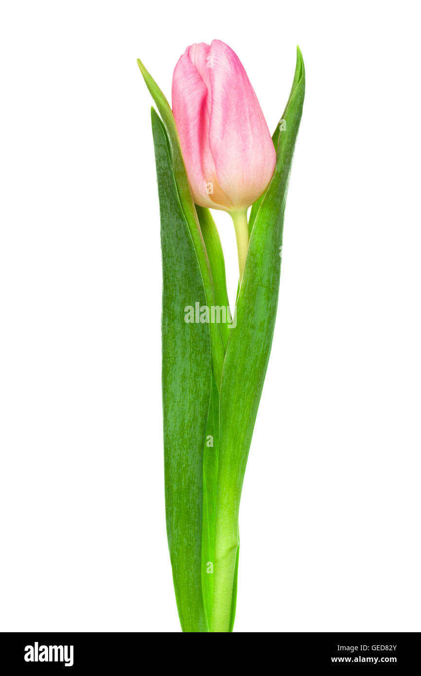 Unico tulipano rosa su sfondo bianco Foto Stock