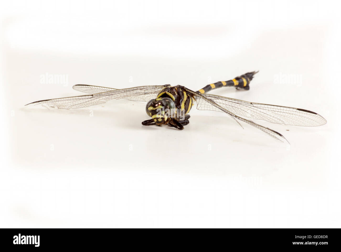 Dragonfly giallo e il colore nero su sfondo bianco Foto Stock
