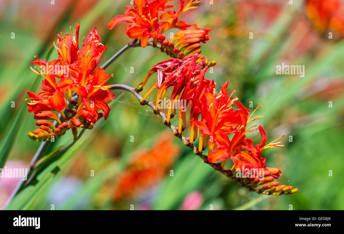 Montbretia 'Lucifero' impianto (Crocosmia x crocosmiiflora) fiori in estate nel West Sussex, Regno Unito. AKA Coppertips 'Lucifero', stelle cadenti 'Lucifero'. Foto Stock