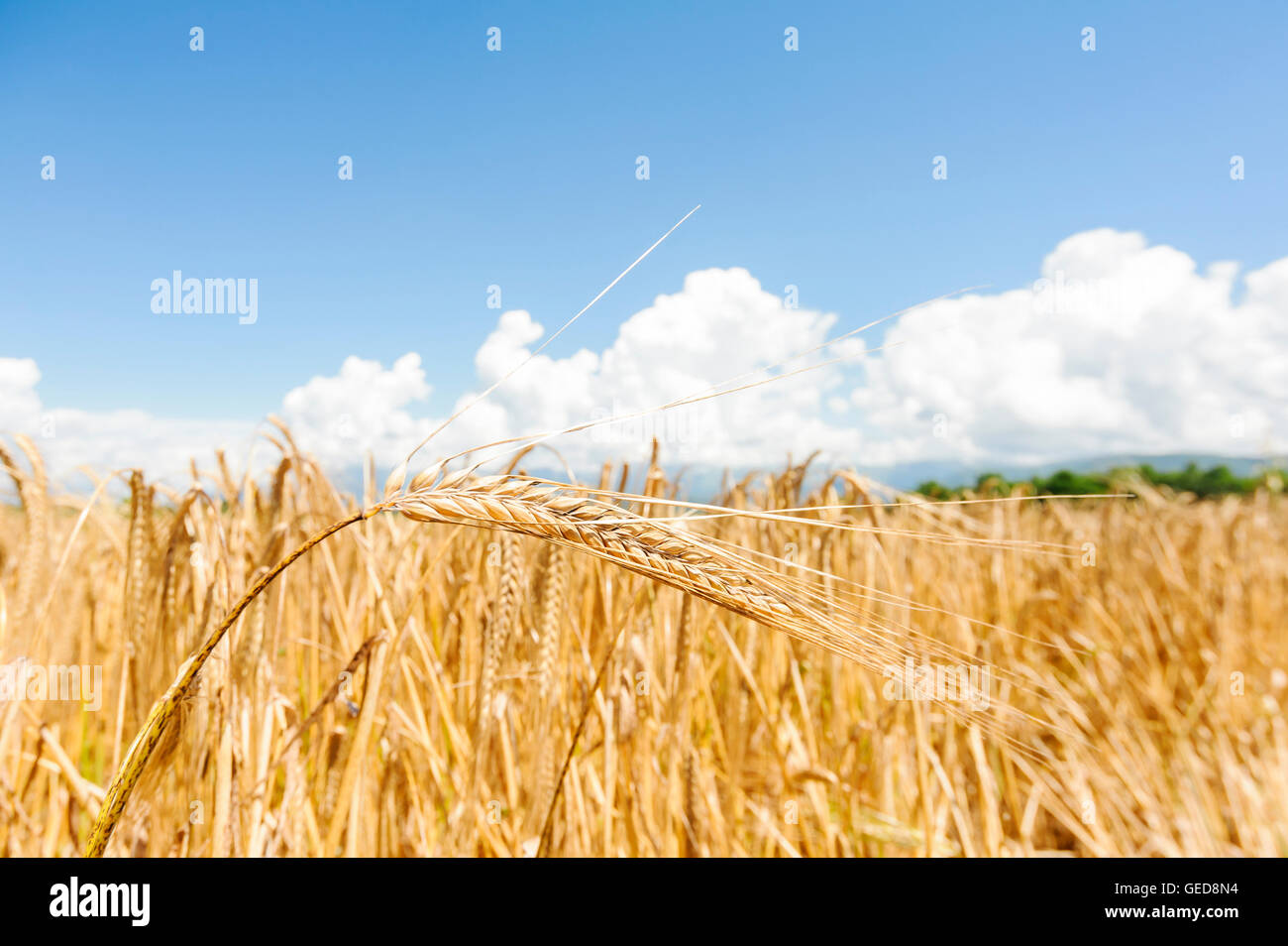 Spiga dorata di grano sul campo, su un cielo blu Foto Stock