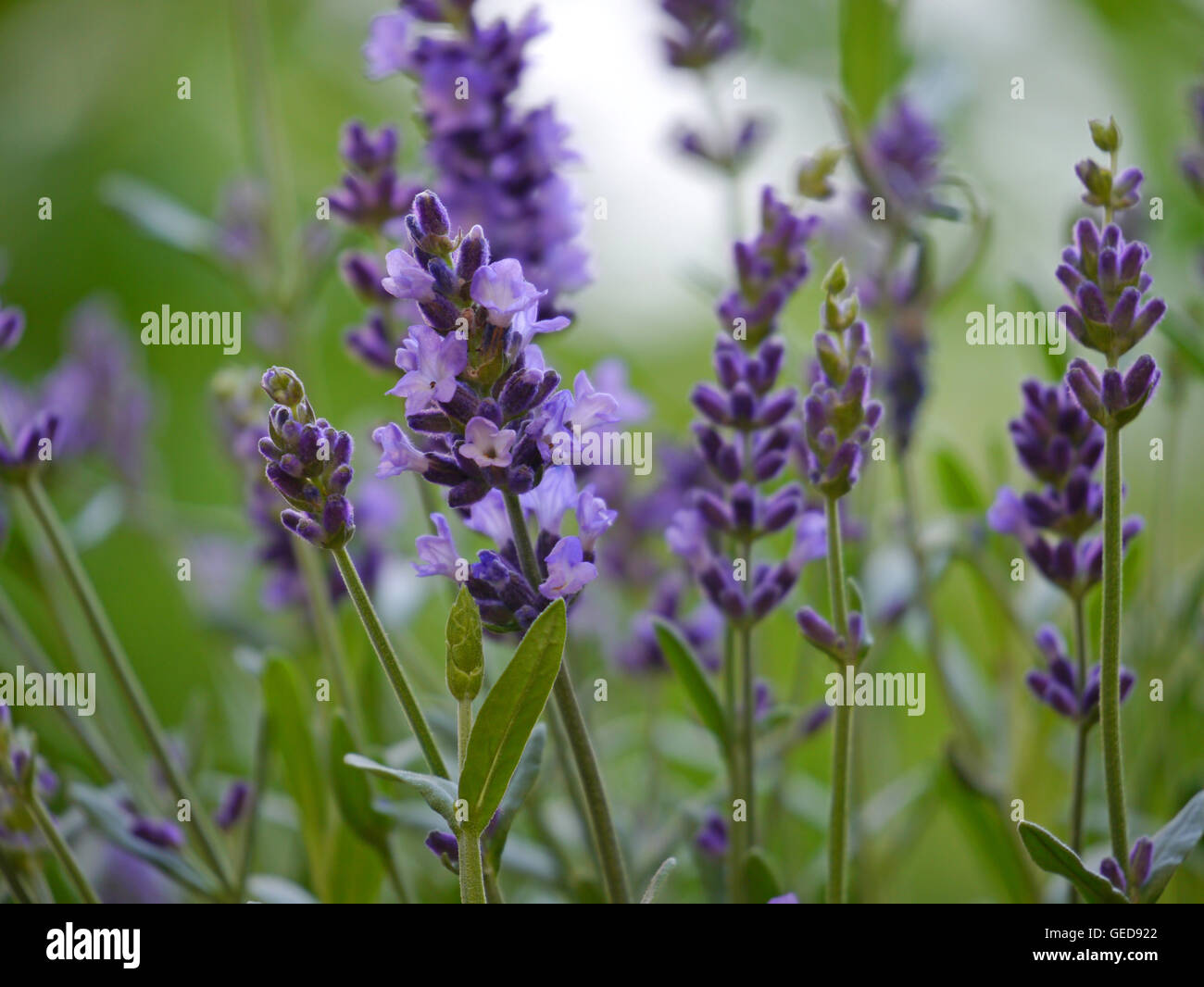 La lavanda / Lavandula angustifolia Foto Stock