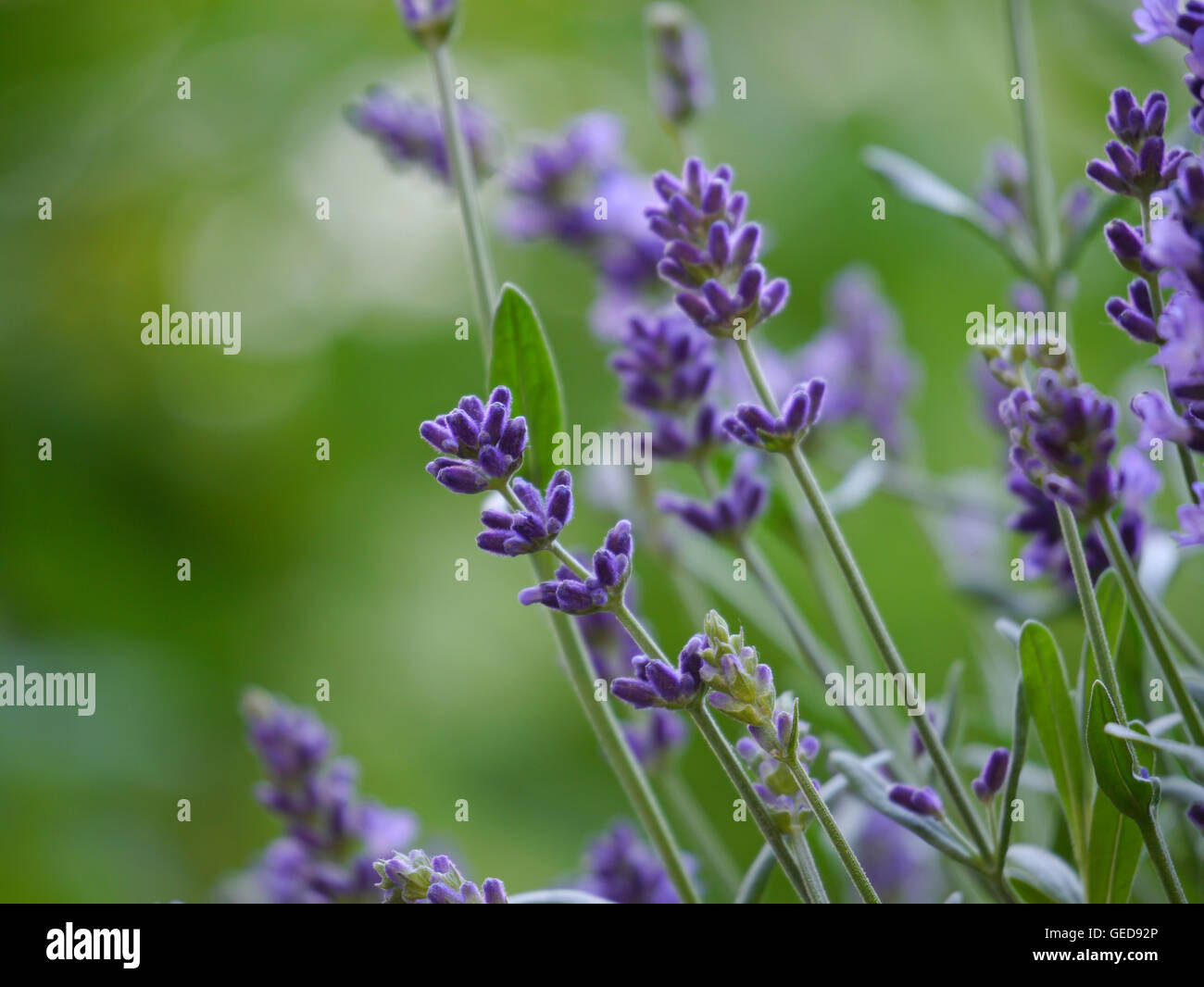 La lavanda / Lavandula angustifolia Foto Stock