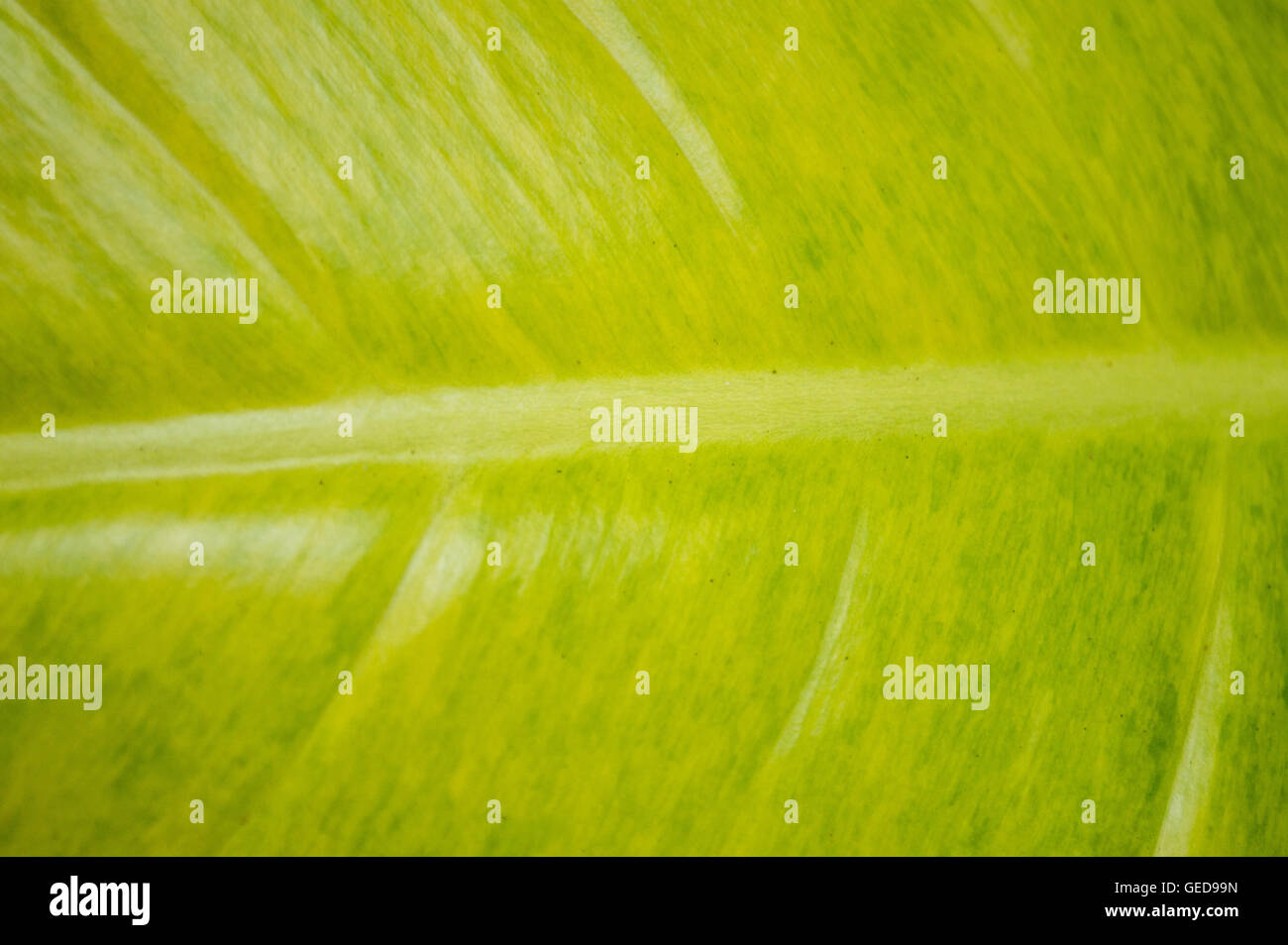 Superficie di foglie di sfondo verde chiaro Foto Stock