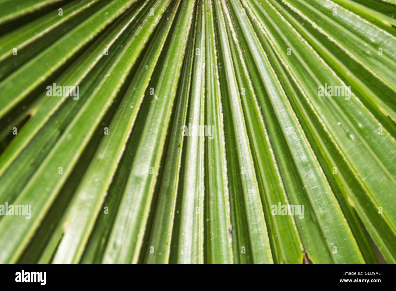 Superficie di foglia di sfondo linee verdi Foto Stock