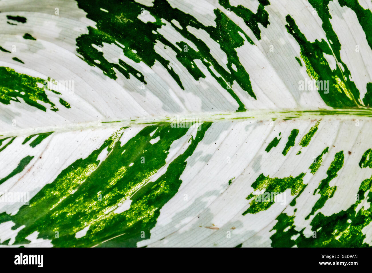 Superficie di foglia verde dello sfondo e il design in bianco Foto Stock