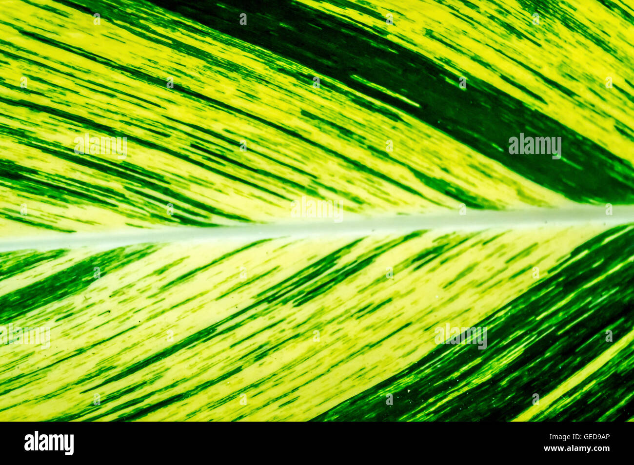 Superficie di foglia background design giallo e verde Foto Stock