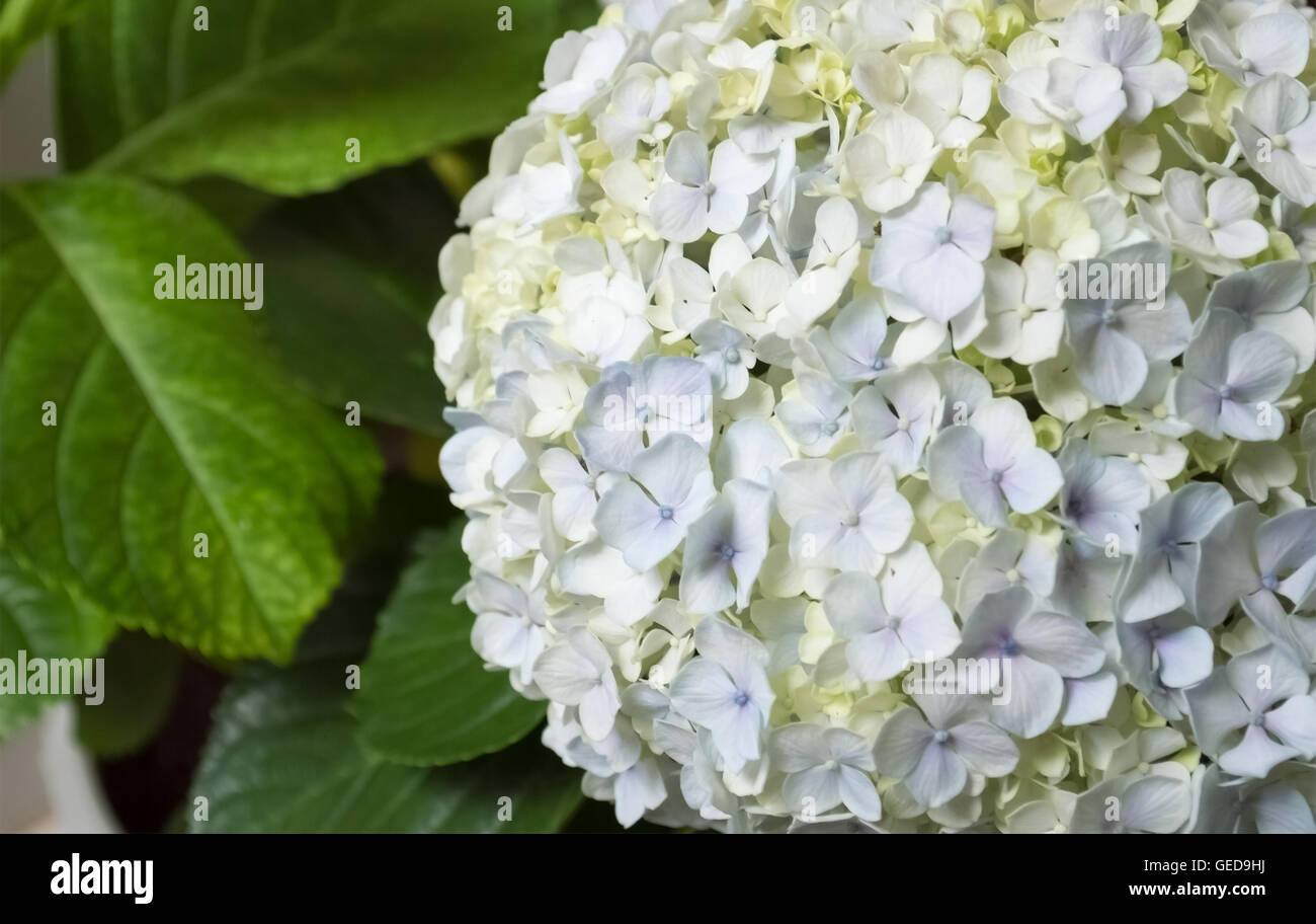 Mazzo di fiori Foto Stock