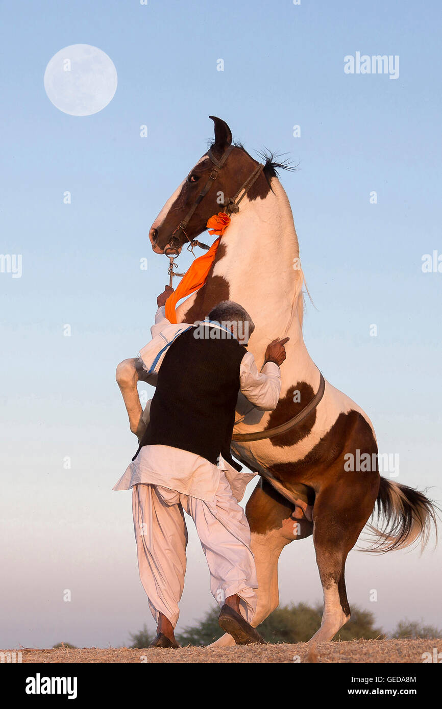 Marwari Horse. Skewbald mare eseguendo una Pesade in mano durante un tradizionale danza del cavallo. Rajasthan, India Foto Stock