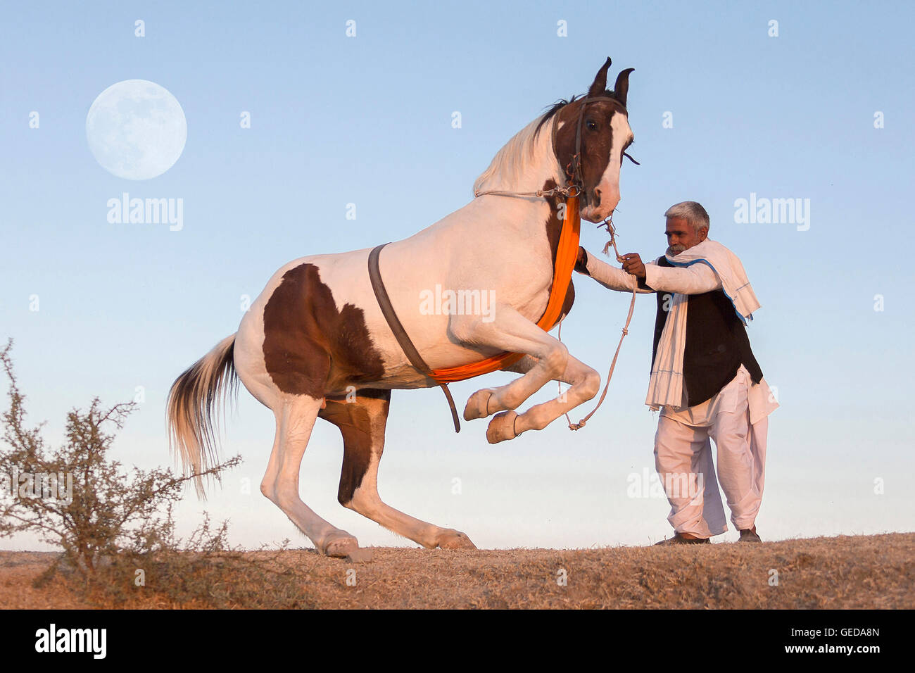 Marwari Horse. Skewbald mare eseguendo una Levade in mano durante un tradizionale danza del cavallo. Rajasthan, India Foto Stock
