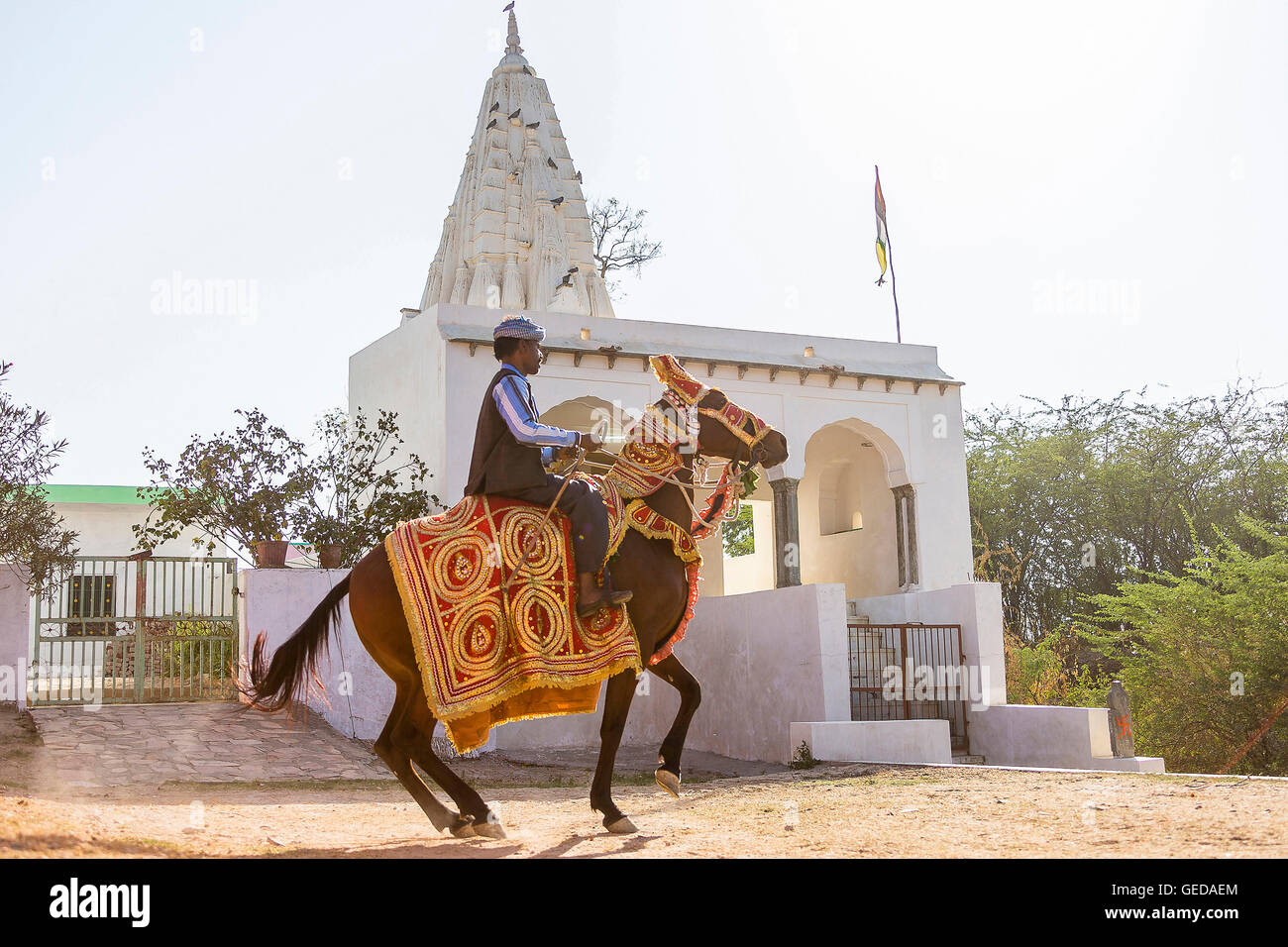 Sindhi cavallo. Baia Mare eseguendo un Piaffe durante una tradizionale danza del cavallo. Rajasthan, India Foto Stock