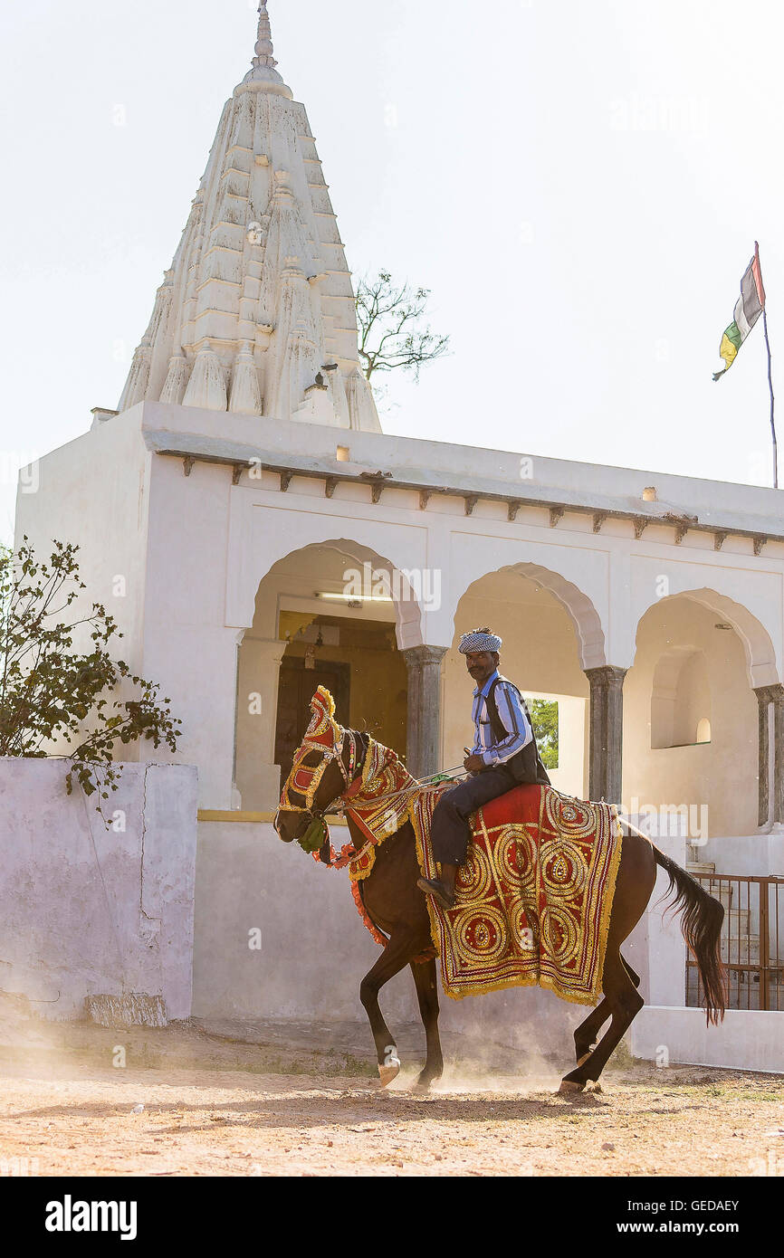 Sindhi cavallo. Baia Mare eseguendo un Piaffe durante una tradizionale danza del cavallo. Rajasthan, India Foto Stock