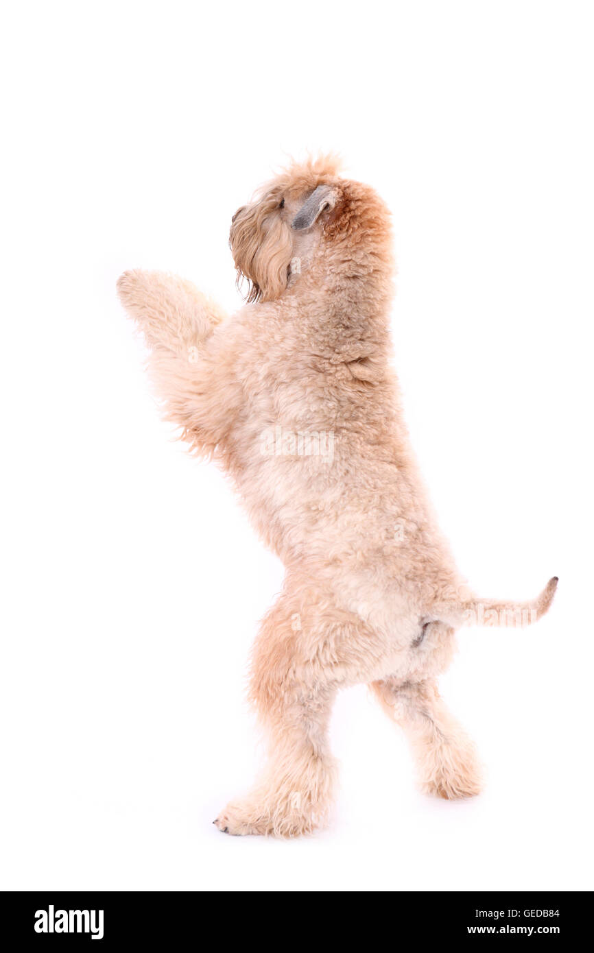 Irlandese rivestito morbido Wheaten Terrier. Maschio adulto in piedi sulle zampe posteriori. Studio Immagine contro uno sfondo bianco, Germania Foto Stock