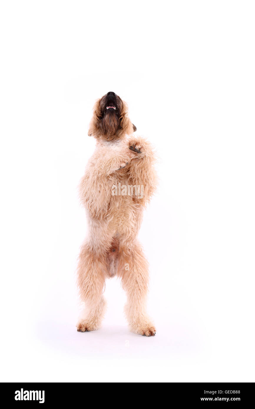 Irlandese rivestito morbido Wheaten Terrier. Maschio adulto in piedi sulle zampe posteriori. Studio Immagine contro uno sfondo bianco, Germania Foto Stock