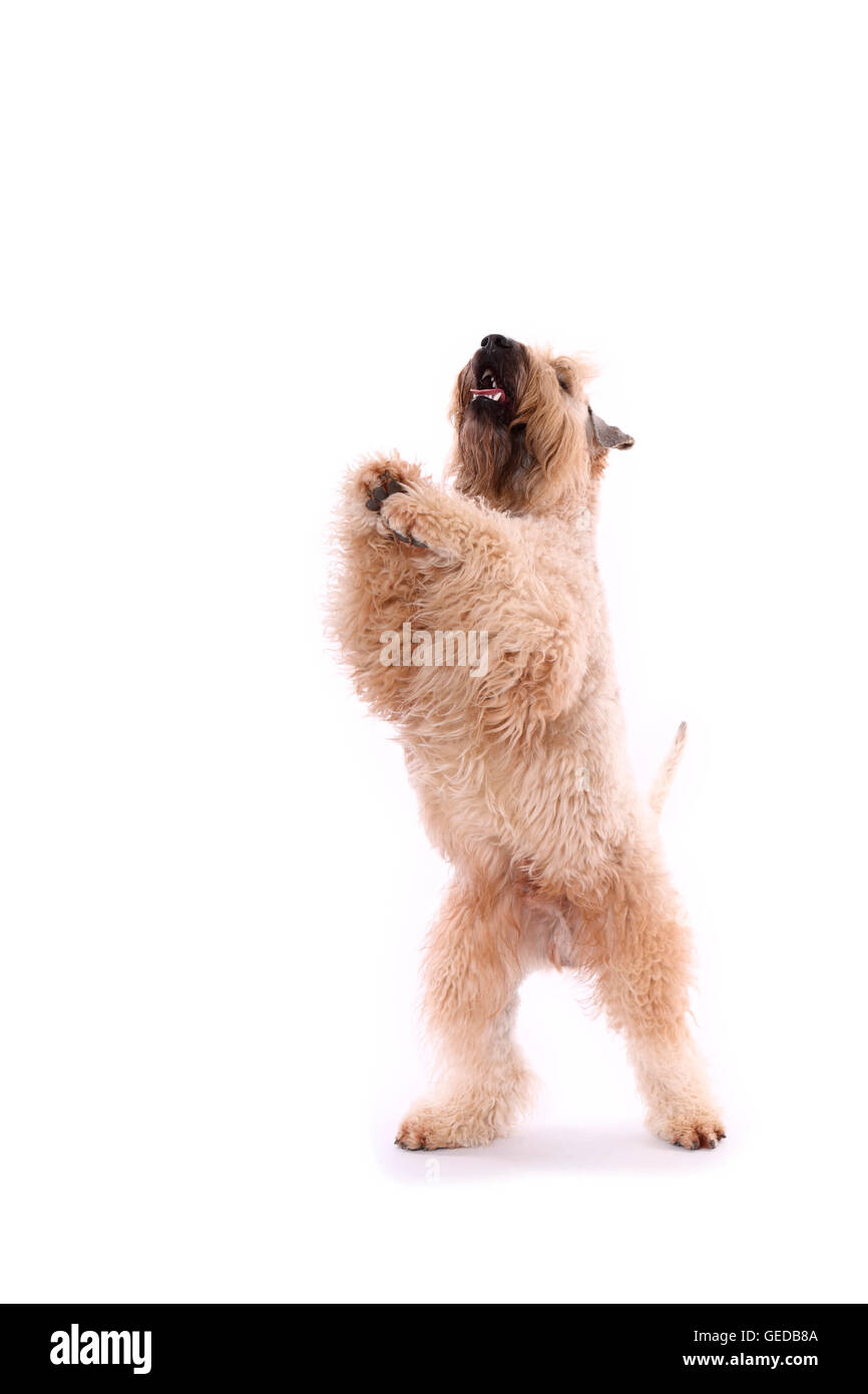 Irlandese rivestito morbido Wheaten Terrier. Maschio adulto in piedi sulle zampe posteriori. Studio Immagine contro uno sfondo bianco, Germania Foto Stock