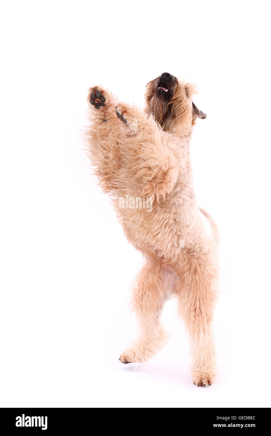 Irlandese rivestito morbido Wheaten Terrier. Maschio adulto in piedi sulle zampe posteriori. Studio Immagine contro uno sfondo bianco, Germania Foto Stock