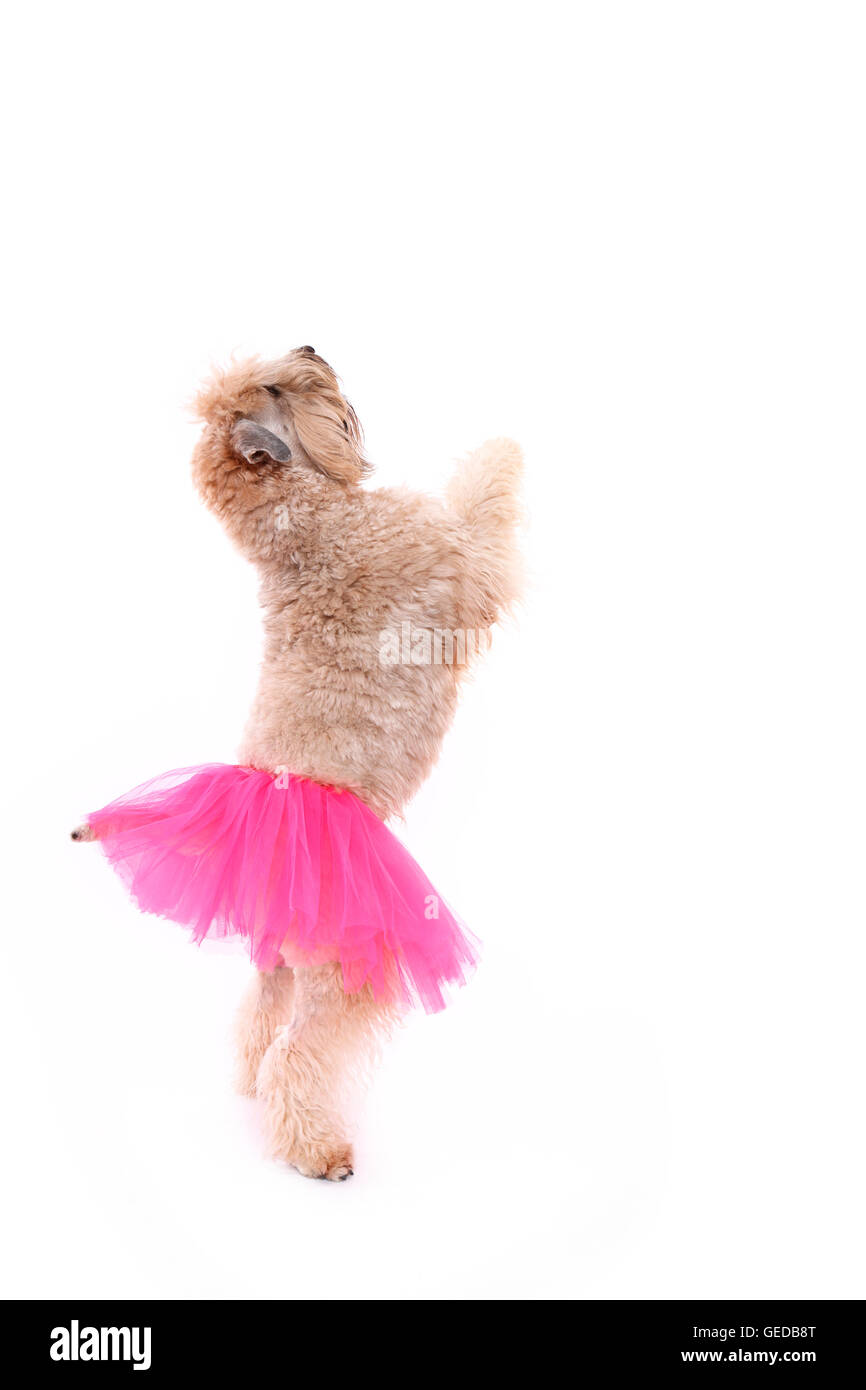 Irlandese rivestito morbido Wheaten Terrier. Maschio adulto in piedi sulle zampe posteriori, indossando una rosa tutu. Studio Immagine contro uno sfondo bianco, Germania Foto Stock